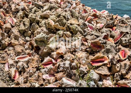Ein Haufen Muschelschalen am Wasser im bahmischen Fischrestaurant am Ufer von Bimini auf den Bahamas. Stockfoto