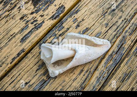 Ein Fragment einer alten Muschelschale liegt auf verwitterten gelben Brettern in Bimini auf den Bahamas. Stockfoto
