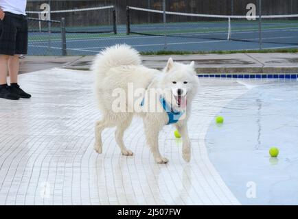 Samoyed Hund läuft am Rand des Schwimmbads mit Tennisbällen auf dem Boden Stockfoto