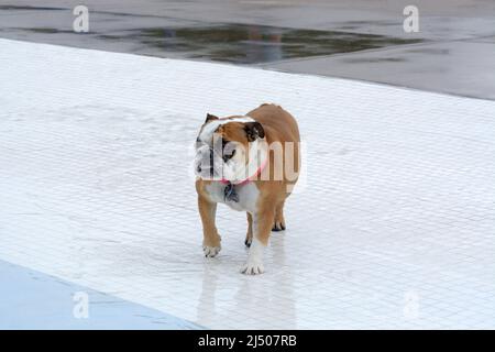 Bulldog, der während der Poolparty zum Rand des Schwimmbades auf weißen Fliesen läuft Stockfoto