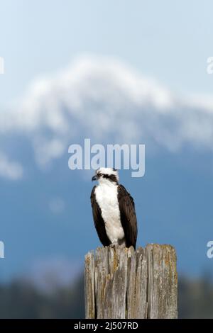 Ein männlicher Fischadler sitzt auf einem Hügel in Everett, Washington, mit einem Teil der Cascade-Bergkette im Hintergrund. Stockfoto