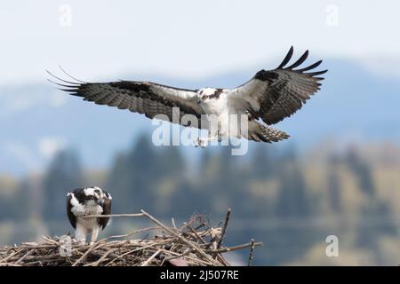 Ein männlicher Fischadler fliegt in einem Nest in Everett, Washington, auf seinen Partner zu. Stockfoto