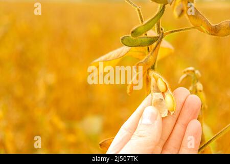 Soja. Hülsen von reifen Sojabohnen in einer weiblichen Hand.Feld von reifen Sojabohnen.der Landwirt überprüft die Sojabohnen auf Reife.Sojabohnen Ernte. Stockfoto