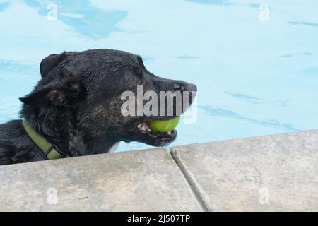 Schwarz-brauner Mischlingshund mit Tennisball im Mund, der im Schwimmbad schwimmt Stockfoto