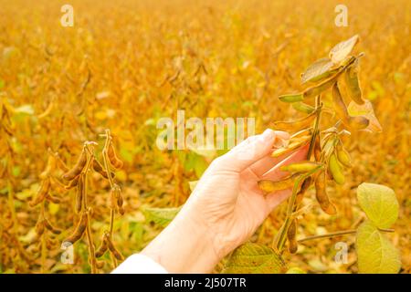 Hülsen von reifen Sojabohnen in einer weiblichen Hand.Feld von reifen Sojabohnen.der Landwirt überprüft die Sojabohnen auf Reife.Sojabohnen Ernte. Stockfoto