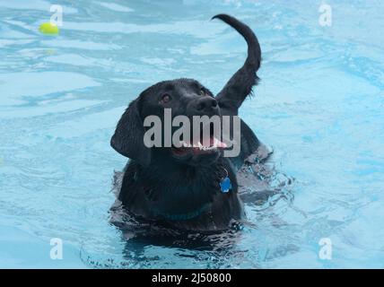 Glücklicher schwarzer labrador Retriever mit einem Lächeln im Swimmingpool, der darauf wartet, dass der Ball geworfen wird Stockfoto