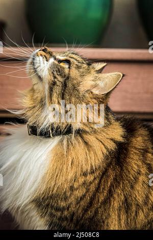 Flauschige Katze, die aufschaut, wie Vögel an einem Frühlingstag über dem Himmel fliegen Stockfoto