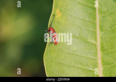 Roter Milchkäfer oder Tetraopes tetrophthalmus am Rand des Milchkrautblattes Stockfoto