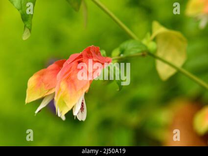 Makrofoto einer bunten Garnelenpflanze (Justicia brandegeana) mit gelben, orangen und grünen Farben und einem schönen grünen Hintergrund. Stockfoto