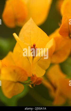 Nahaufnahme der Gelben Blumen der Bougainvillea-Reben Stockfoto