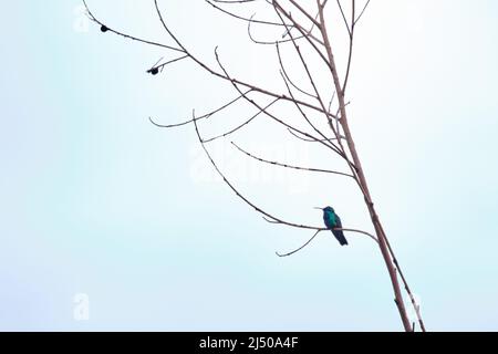 Funkelnde Geigenhörnige (Colibri coruscans), allein auf den Zweigen eines trockenen Stammes sitzend. Stockfoto