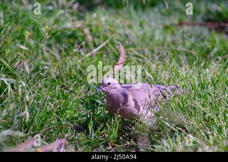 Ohrtaube (Zenaida auriculata), die auf dem Gras auf der Suche nach ihrem Essen geht. Stockfoto