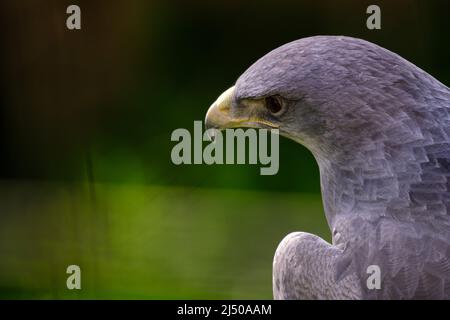 Schwarzkälge-Bussardler (Geranoaetus melanoleucus), beeindruckendes detailreiches Porträt von Kopf und Schnabel. Stockfoto