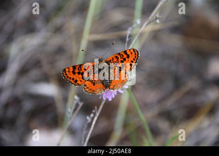 Schöner rotoranger Schmetterling Melitaea sp., auf dem Grasstamm, auf grauem verschwommenem Hintergrund. Stockfoto