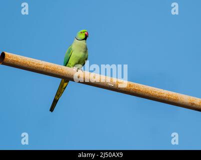 Rosenringsittich, hoch oben auf einer Pfeife in Athen Stockfoto