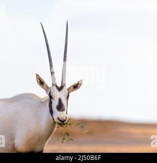 Arabian Oryx in der Wüste Jordaniens Stockfoto