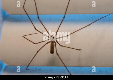 Makro Nahaufnahme der braunen Spinne auf den Blinds Stockfoto