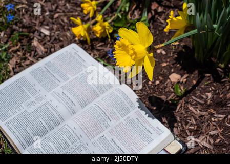 Ein Buch neben einem Haufen Narzissen an einem warmen Frühlingstag. Stockfoto