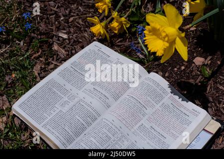 Ein Buch neben einem Haufen Narzissen an einem warmen Frühlingstag. Stockfoto