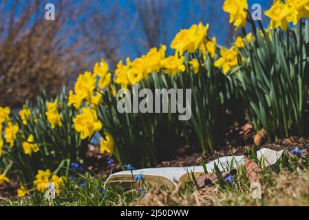 Ein Buch neben einem Haufen Narzissen an einem warmen Frühlingstag. Stockfoto