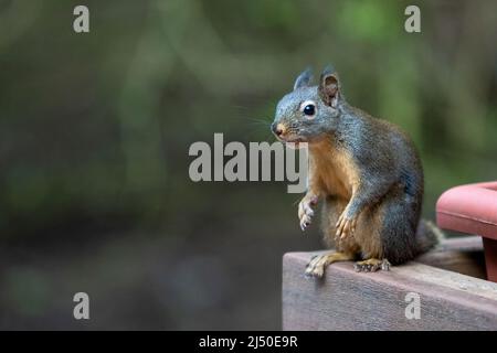 Issaquah, Washington, USA. Komisch aussehende Douglas Eichhörnchen beugte sich neben einer Floxerbox Stockfoto