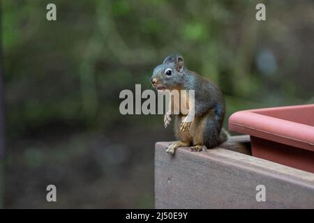 Issaquah, Washington, USA. Komisch aussehende Douglas Eichhörnchen beugte sich neben einer Floxerbox Stockfoto