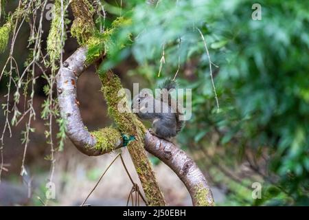 Issaquah, Washington, USA. Douglas Eichhörnchen aß eine Nuss, während sie auf einem Baumstamm thronte, der trainiert wurde, in einer S-Form zu wachsen Stockfoto