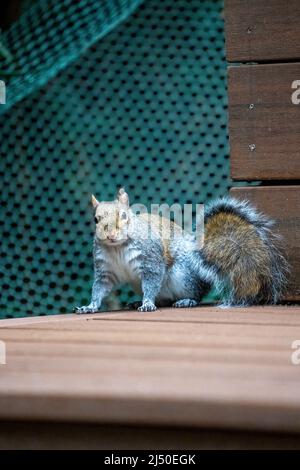 Issaquah, Washington, USA. WESTERN Grey Squirrel auf einer Terrasse Stockfoto