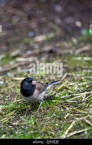 Issaquah, Washington, USA. Männlich Dunkeläugige Junco auf dem Boden auf der Suche nach Nahrung Stockfoto