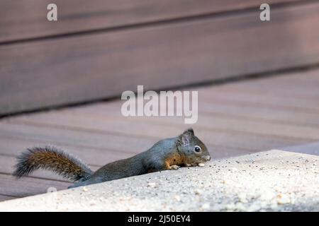 Issaquah, Washington, USA. Schüchternes Douglas Eichhörnchen, das eine Erdnuss aus einem Plattformfutter aus Erdnüssen und Vogelsamen frisst Stockfoto