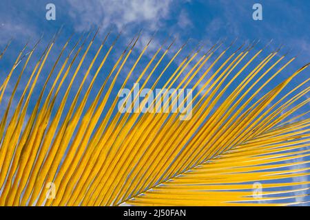 Palmenblatt Nahaufnahme, Dominikanische Republik, sonniger Strand, Palmen, an der Küste Gelb und Blau Stockfoto