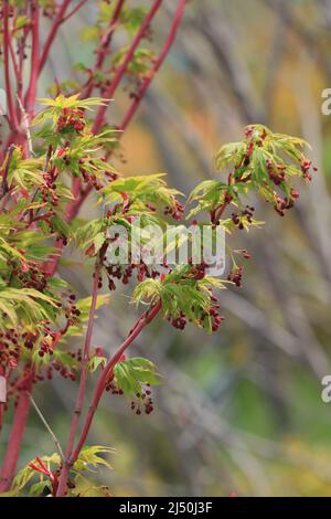 Niederlassungen von Acer palmatum CORALLINUM Stockfoto