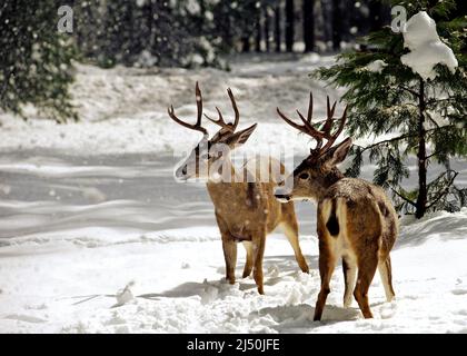 Zwei männliche Hirse im Winter Schneefall im Yosemite Valley Stockfoto