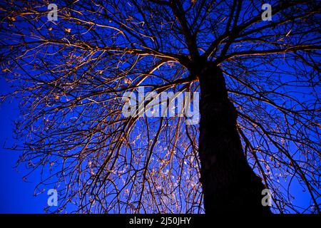 Ravensburg, Deutschland. 19. April 2022. Ein Baum wird am frühen Morgen zur sogenannten „blauen Stunde“ von einer Straßenlaterne beleuchtet. Der Baum hat bereits nur wenige Triebe gebildet. Weitere Bäume in der Bodenseeregion sind bereits weiter entfernt. Quelle: Felix Kästle/dpa/Alamy Live News Stockfoto