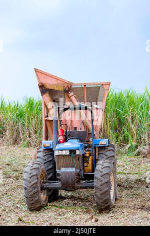 Maschine zur Zuckerrohrernte auf einer Plantage Stockfoto