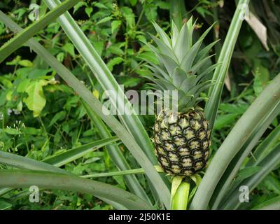 Junge Ananasfrucht auf Baumpflanze mit natürlichem grünen Hintergrund, leckere tropische Früchte auf dem Ackerland Stockfoto