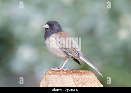 Dunkeläugige Junco-Perlmantelmännchen am Zaunpfahl für Erwachsene. Santa Clara County, Kalifornien, USA. Stockfoto