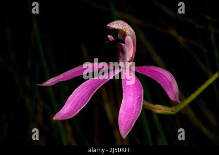 Finger Orchids gibt es in ein paar verschiedenen Farben - diese rosa sind Caladenia Carnea oder Pink Fingers. Baluk Willam Reserve in Belgrave, Victoria. Stockfoto