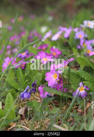 Violette Primueln. Plantae. Primula vulgaris. Primula acaulis Stockfoto