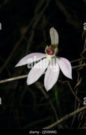Finger Orchids gibt es in ein paar verschiedenen Farben - diese rosa sind Caladenia Carnea oder Pink Fingers. Baluk Willam Reserve in Belgrave, Victoria. Stockfoto