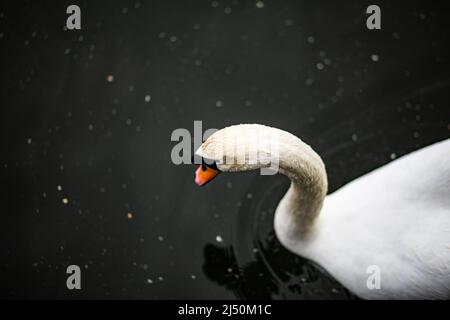 Regentropfen fallen auf den weißen Federhals eines ruhigen weißen Schwans auf einem dunklen See Stockfoto