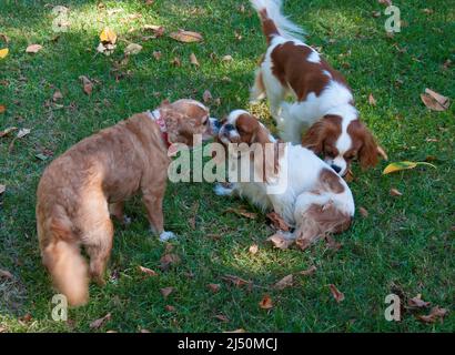 König Charles Spaniel in Interaktion mit zwei Cavalier König Charles Spaniels Stockfoto