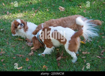 König Charles Spaniel in Interaktion mit zwei Cavalier König Charles Spaniels Stockfoto