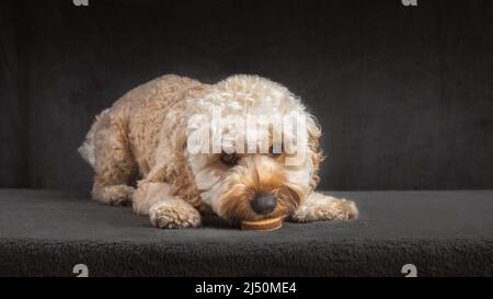 Pudel-Puppenporträt im Miniaturformat Stockfoto