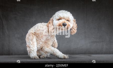 Pudel-Puppenporträt im Miniaturformat Stockfoto