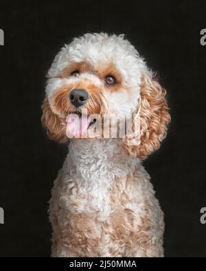 Pudel-Puppenporträt im Miniaturformat Stockfoto