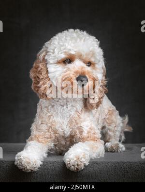 Pudel-Puppenporträt im Miniaturformat Stockfoto