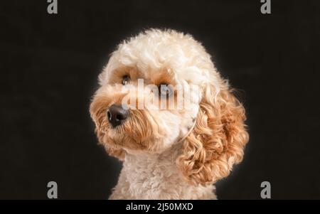 Pudel-Puppenporträt im Miniaturformat Stockfoto