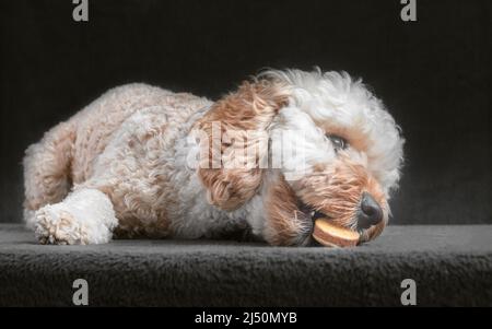 Pudel-Puppenporträt im Miniaturformat Stockfoto