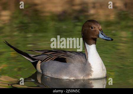 Nördliche Pintail - Anas acuta, schöne farbige Ente aus euroasiatischen Süßgewässern und Feuchtgebieten, Finnland. Stockfoto